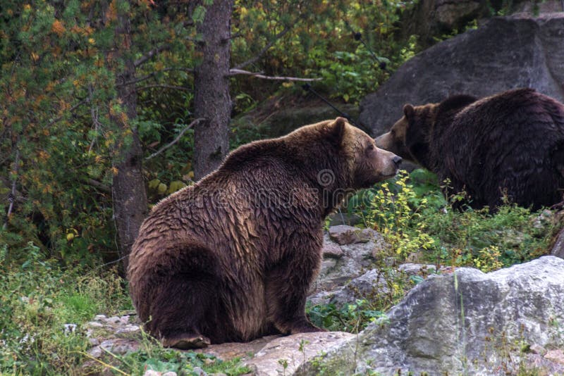 Grizzly Bear In A Forest Of Canada Stock Photo - Image of 