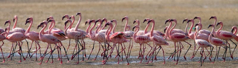 Big group flamingos on the lake. Kenya. Africa. Nakuru National Park. Lake Bogoria National Reserve.