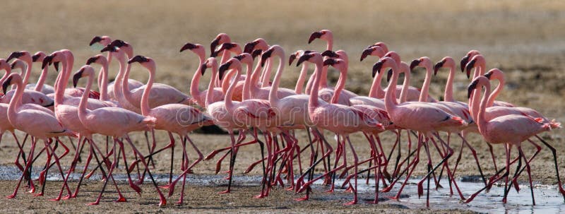 Big group flamingos on the lake. Kenya. Africa. Nakuru National Park. Lake Bogoria National Reserve.