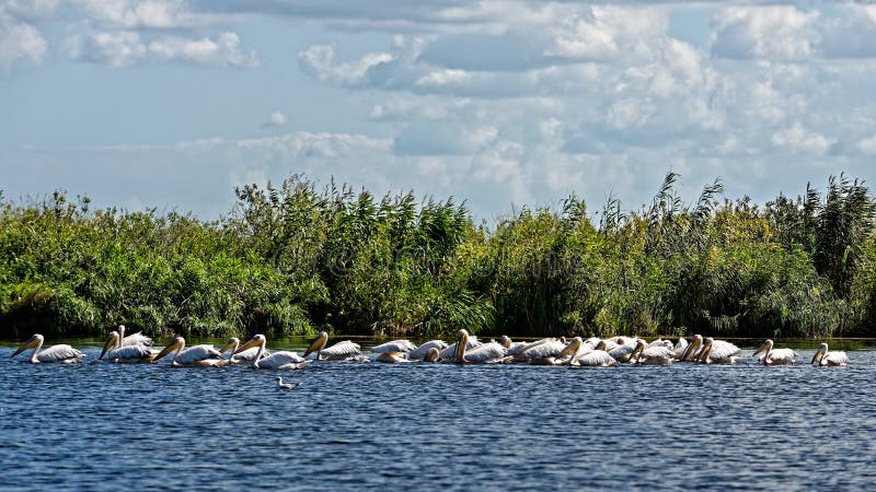 Big group of pelicans stock photo Big group of pelicans stock photo