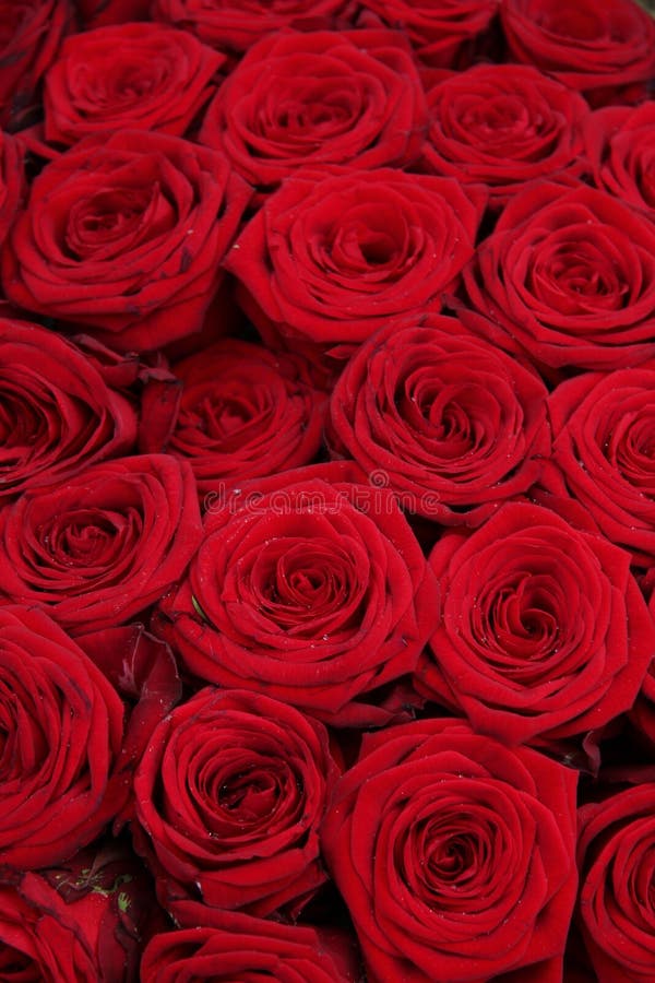 Big group of red roses stock photo. Image of botanical 84014442