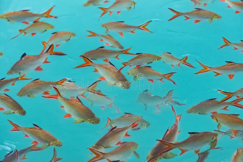 Big Group of Red Tail Carp at Khao Sok National Park Stock Image - Image of  background, close: 153108071