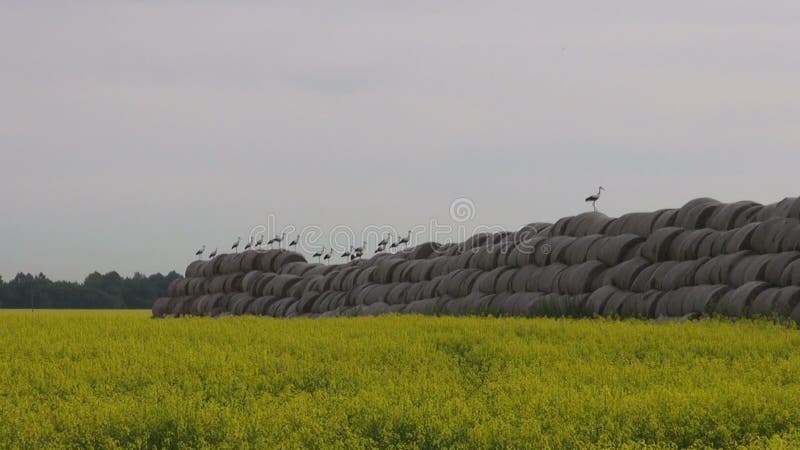 Big group white storks on straw bales and rapeseed field