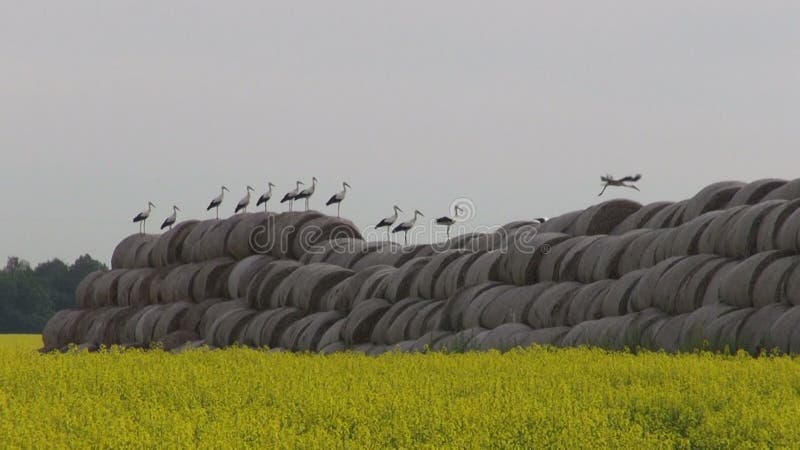 Big group white storks on straw bales and rapeseed field