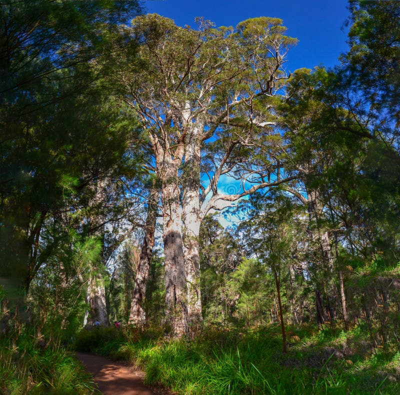 Gum Tree Forest in Western Australia and Blue Sky Stock Photo Image
