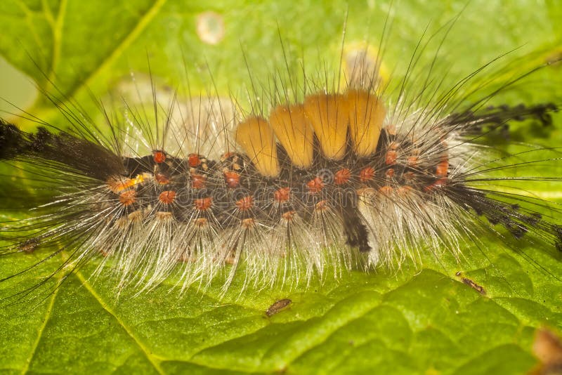 Red Hairy Caterpillar Stock Photos Download 659 Royalty Free Photos