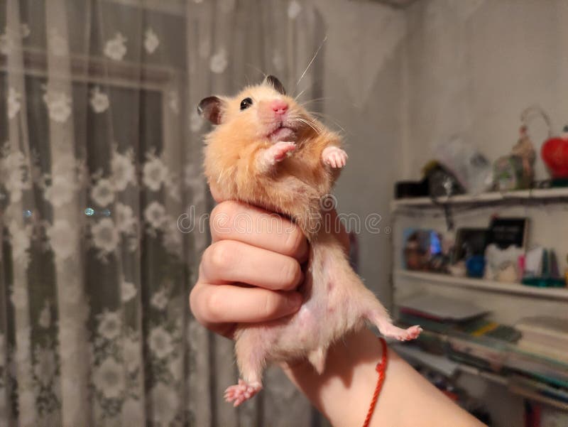big syrian hamster