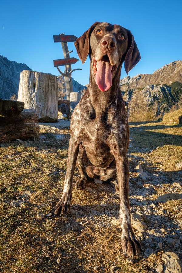 Big happy dog sitting down stock photo. Image of mountains 82524604