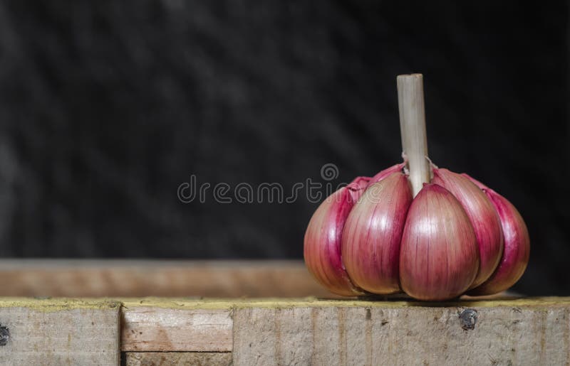 Big Head of Garlic stock photo. Image of bunch, healthy 80825460