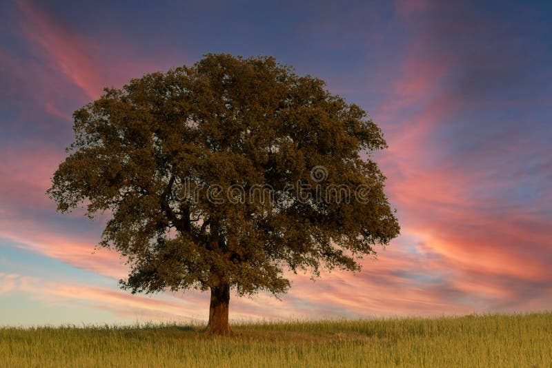 Big holm oak in the meadow