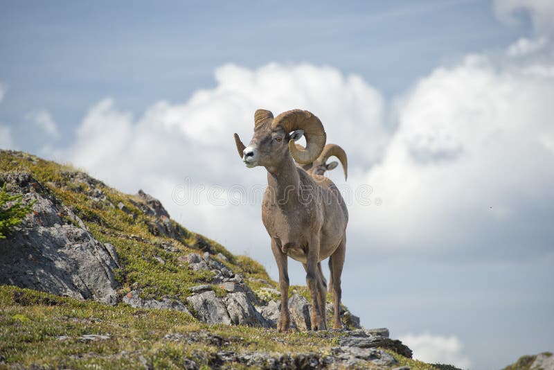 Big Horn cakli portret obrazy royalty free Big Horn cakli portret obrazy royalty free