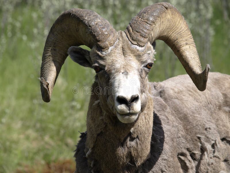 Big horn sheep