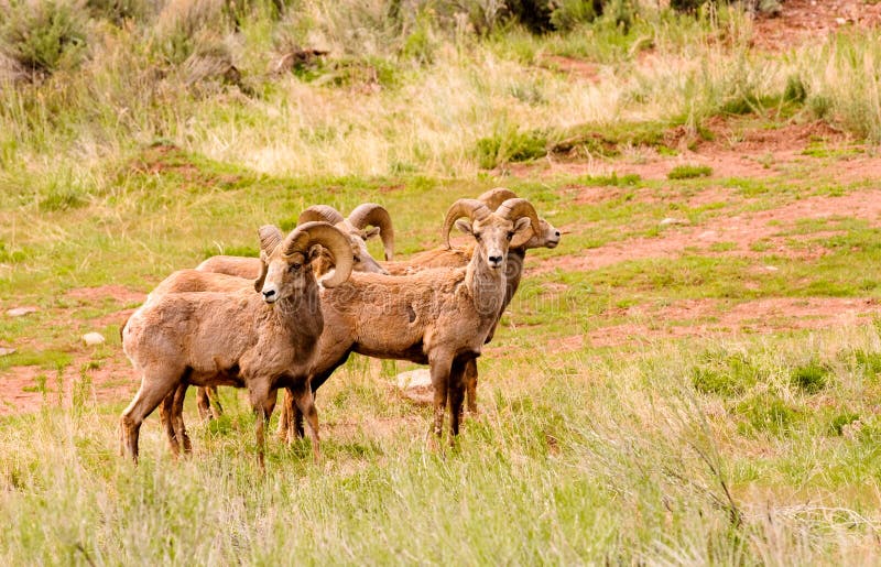 Big horn sheep