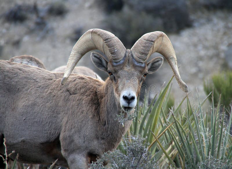 Big Horn Sheep