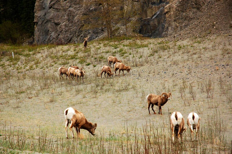 Big horn sheep