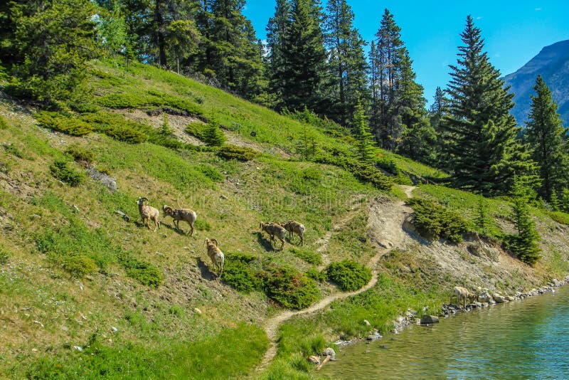 Big horn sheep, Banff National Park, Alberta, Canada