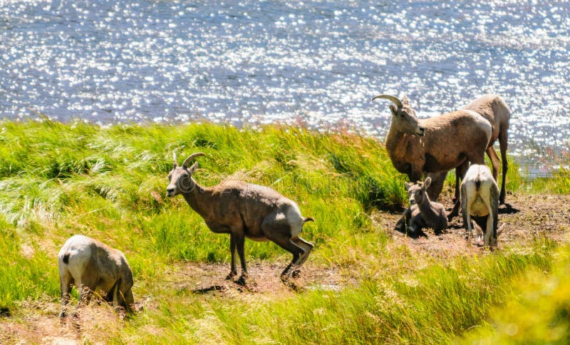 Big horn sheep in Colorado