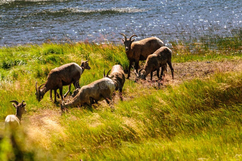 Big horn sheep in Colorado