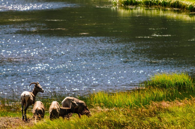 Big horn sheep in Colorado