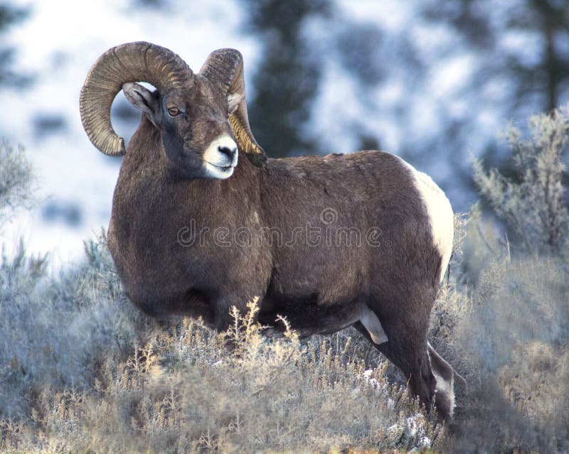 Big Horn Sheep Ram