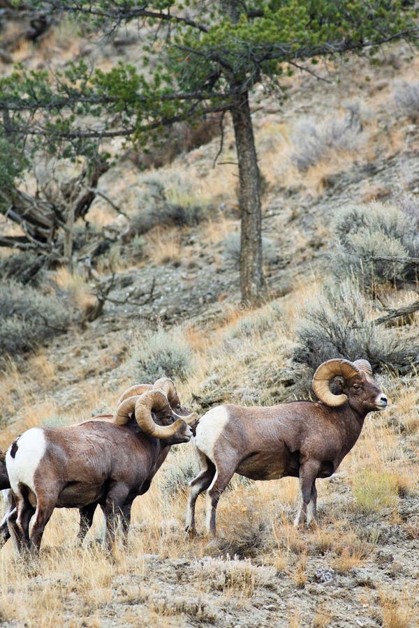 Big Horn Sheep Rams