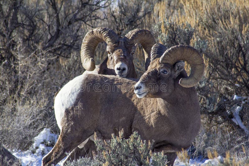 2 Big Horn Sheep Rams