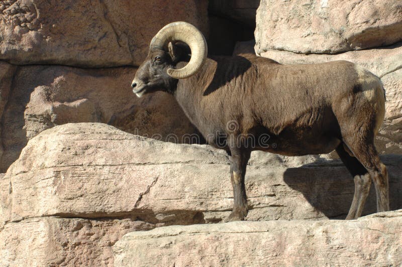 Big Horn Sheep on Rocks 1