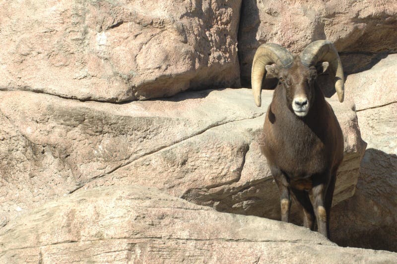 Big Horn Sheep on Rocks 4