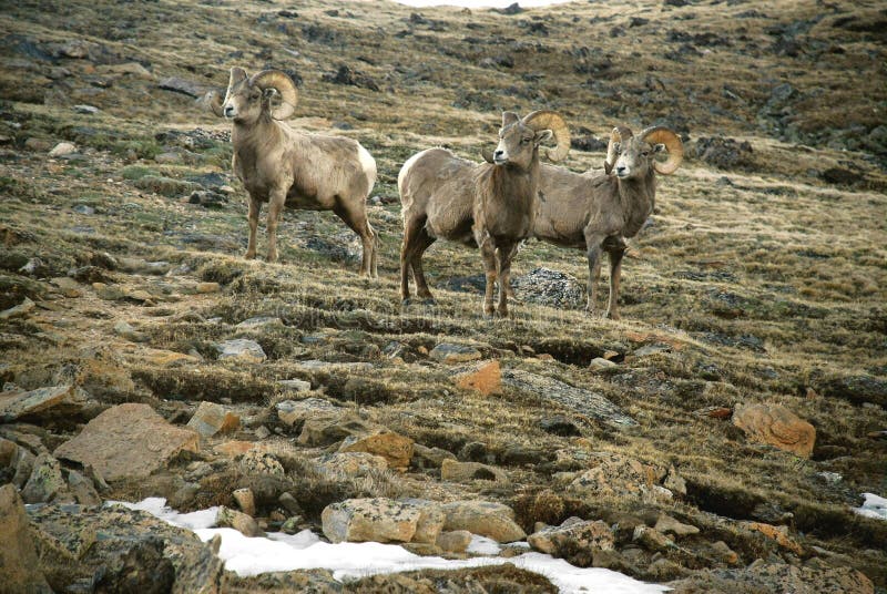 Big Horn Sheep - Rocky Mountains