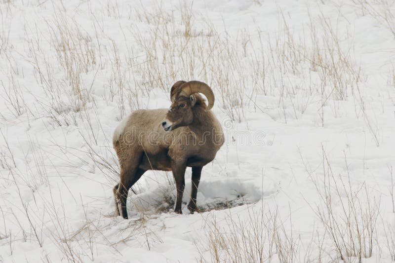 Big Horn Sheep in Snow