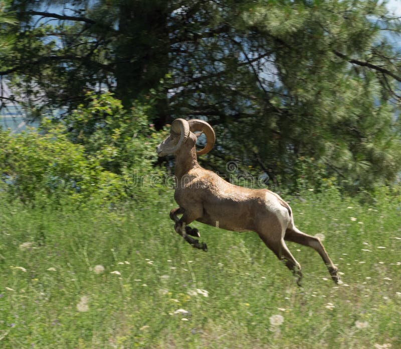 Big Horn Sheep