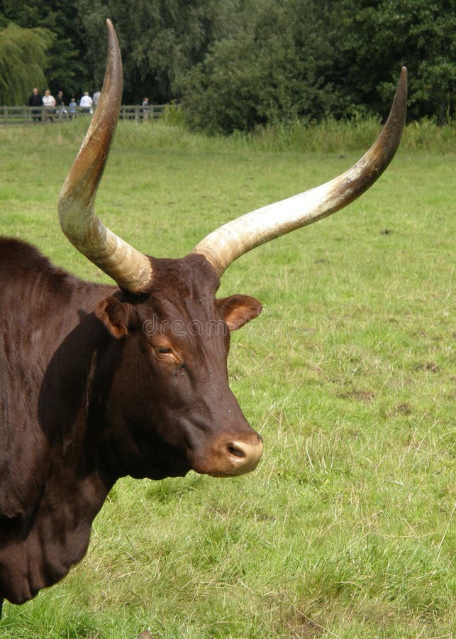 Big Horned Cattle Stock Photos Image 3041933
