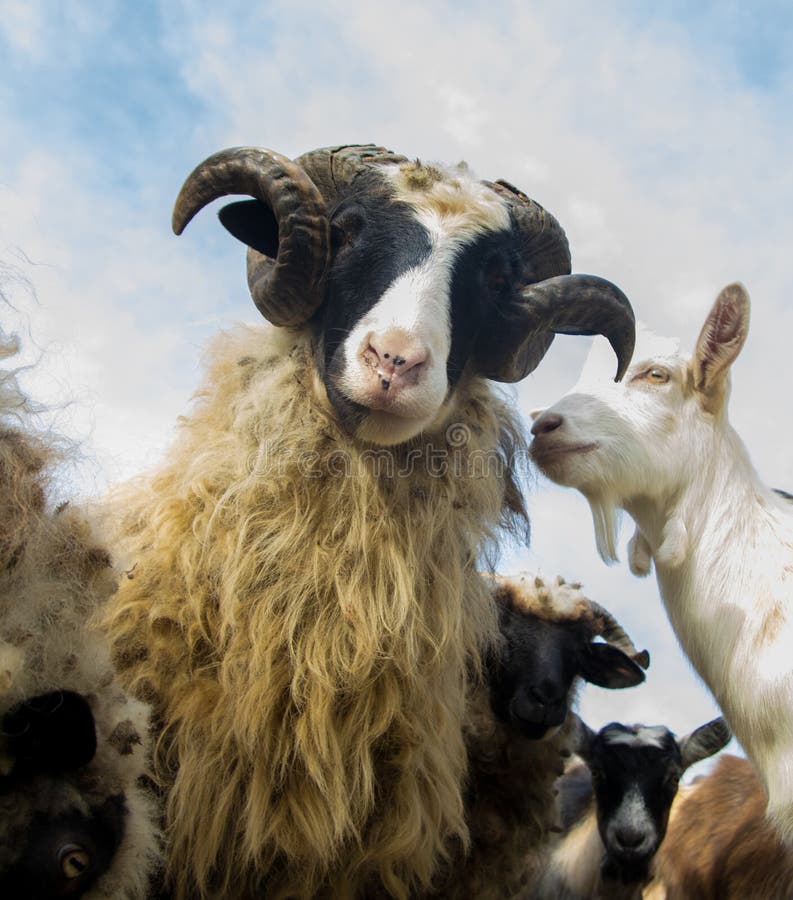 Big Horned Ram and Flock of Goats Stock Photo Image of countryside, humor 164920952