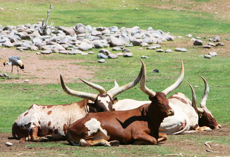 Big Horned Steer