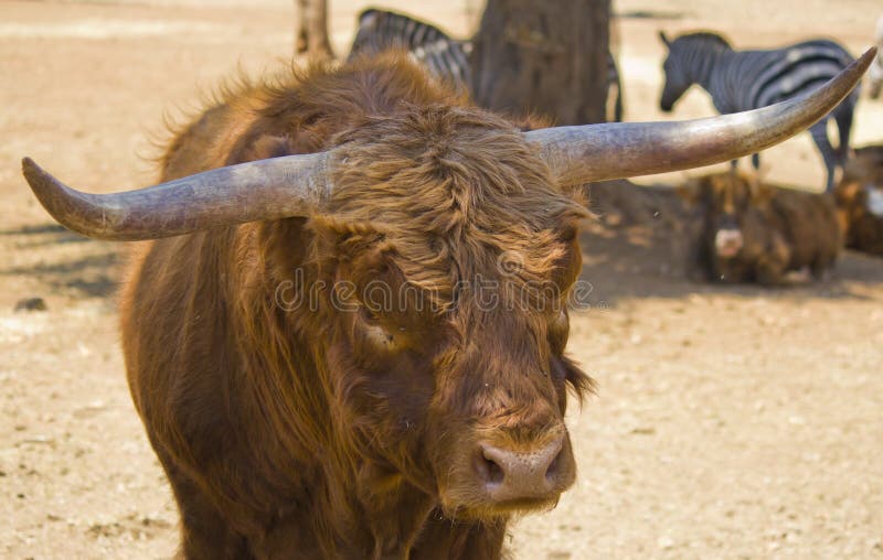 Big horns of Ox of watussi stock image. Image of brown 25533645