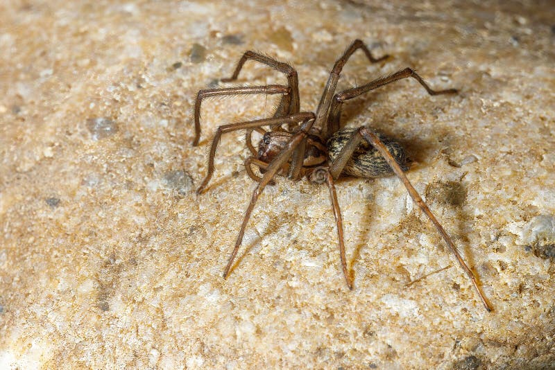 Big House Spider Tegenaria Domestica Stock Photo Image of macro