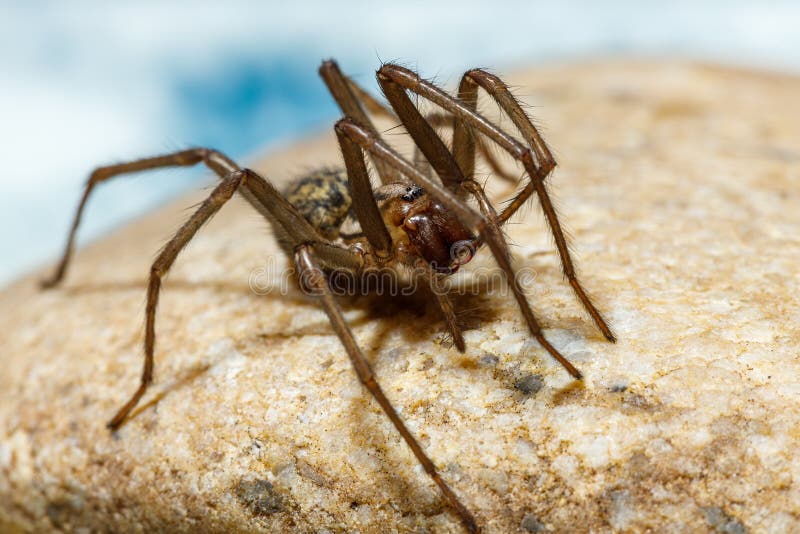 Big House Spider Tegenaria Domestica Stock Photo Image of barn, legs
