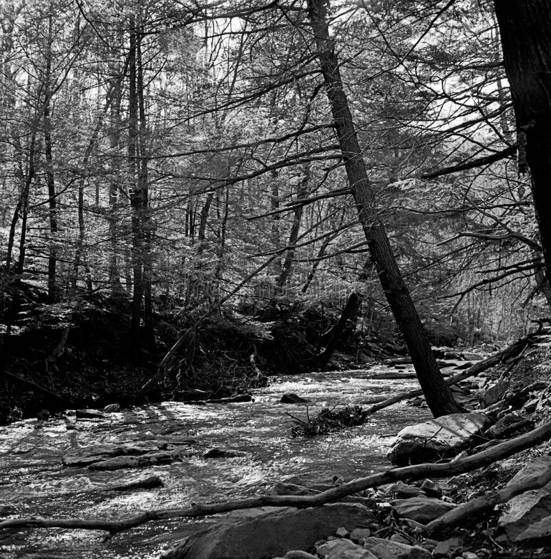 Foto in bianco e nero di caccia dei big creek, nello stato del maryland.