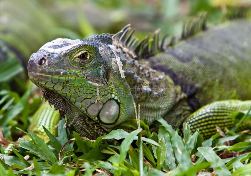 Big Iguana stock image. Image of camouflage, beauty, galapagos - 18133553