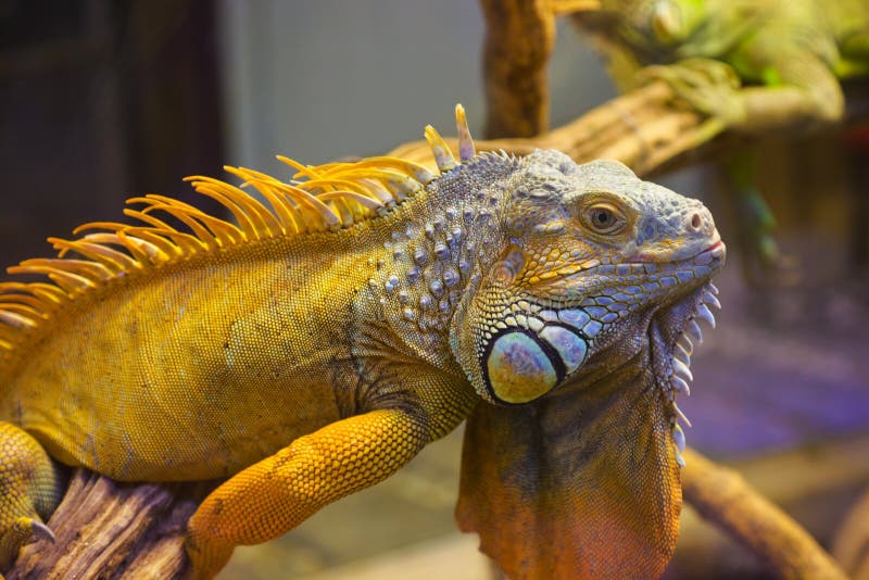 Big iguana lizard in terrarium stock image