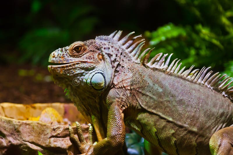 Big Iguana Lizard In Terrarium Stock Image Image of beauty