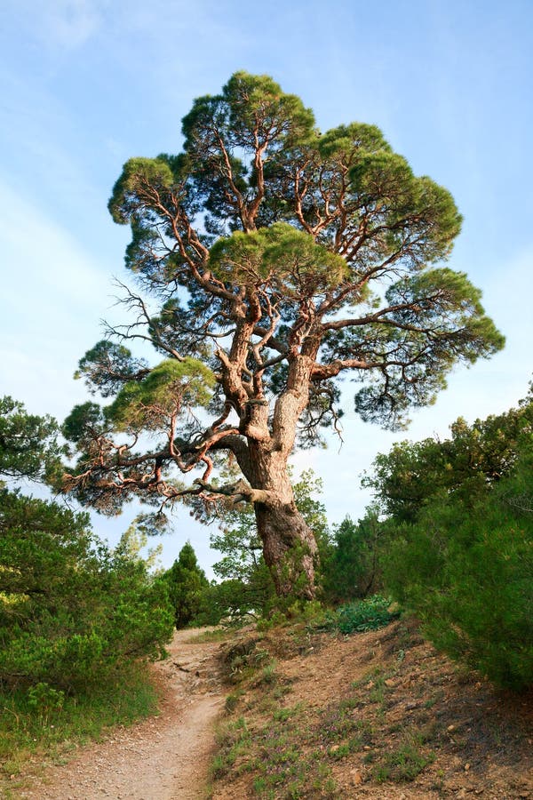 Old Juniper Tree In New Mexico Desert Stock Image Image of vegetation