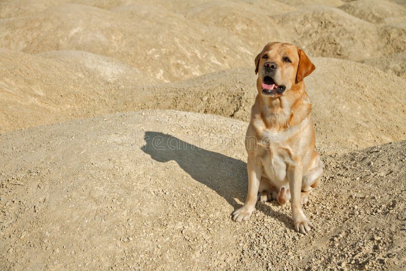 Big dog fawn labrador retriever good friend sits in desert on yellow sand on sunny day. Big kind dog fawn labrador retriever good friend sits in desert on yellow stock images Big dog fawn labrador retriever good friend sits in desert on yellow sand on sunny day. Big kind dog fawn labrador retriever good friend sits in desert on yellow stock images