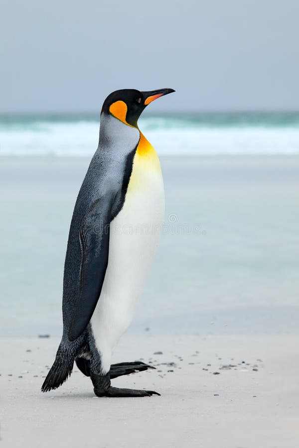 Big King penguin jumps out of the blue water while swimming through the ocean in Falkland Island. Wildlife scene from nature. Funn royalty free stock photos Big King penguin jumps out of the blue water while swimming through the ocean in Falkland Island. Wildlife scene from nature. Funn royalty free stock photos