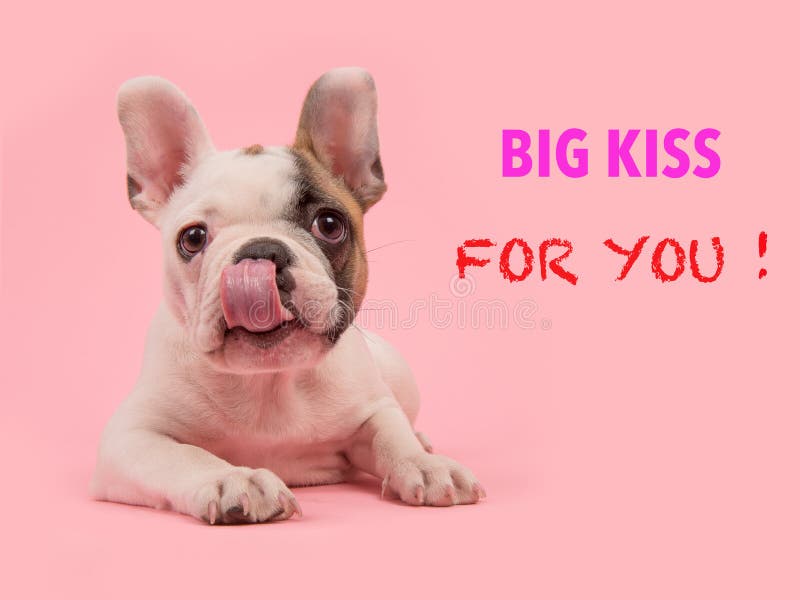 Image Result For French Bulldog Cute Image Result For French Bulldog Cute