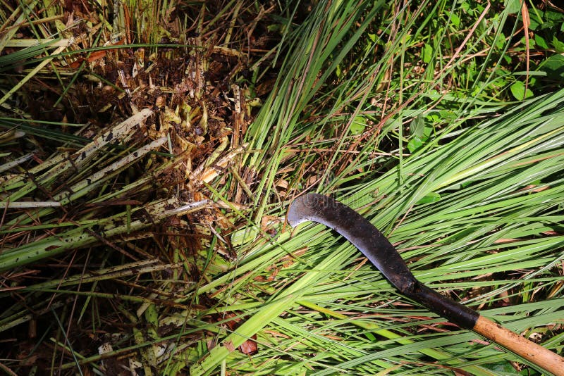 Handle A Knife To Cut Trees Stock Photo Image of building