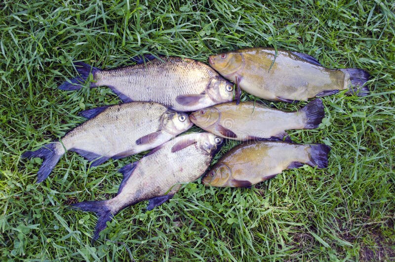 Big Lake fishes tench and bream on green grass after fishing