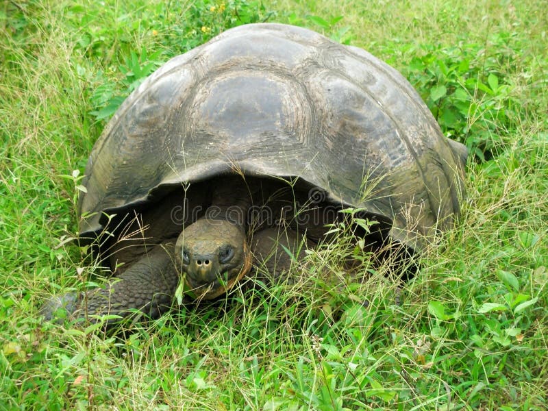 Big Land tortoise stock photo. Image of cruise, tortoise 2170796