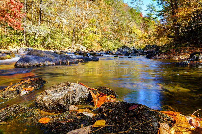 329 Big Trees North Carolina Stock Photos Free & RoyaltyFree Stock