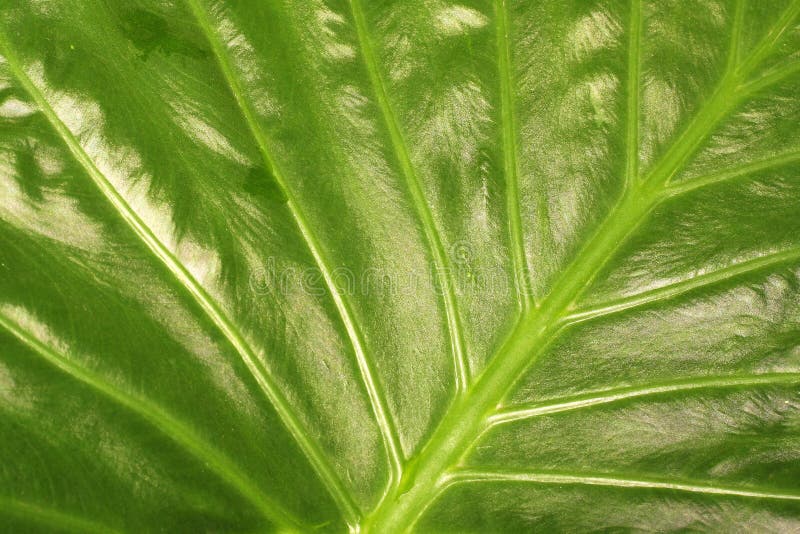 Fig leaf stock photo. Image of beautiful, lines, botany - 6263894